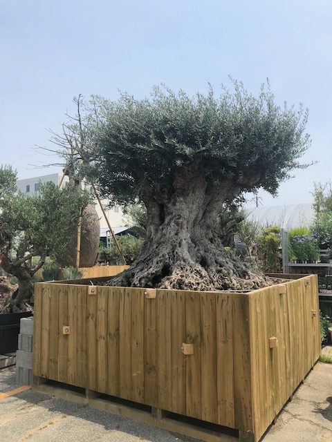 古木のオリーブ 樹齢1000年 庭道楽 福岡の植木屋